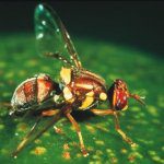 Male-only gender bias to ramp up Qfly fight
