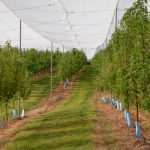 South Australia wins planning exemption for orchard netting