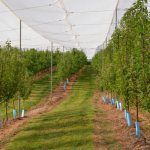 South Australia wins planning exemption for orchard netting