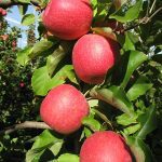 Orchard Business Analysis 2015-2016