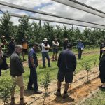 Rootstock choices offer powerful productivity tool