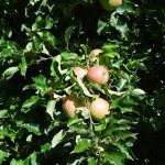 Fruit quality for 2019 starts now