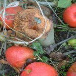 An exposé on pome fruit rootstocks