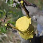 Pressing on when nature is against you: a grafting success