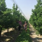 Introducing the new Focus Orchards