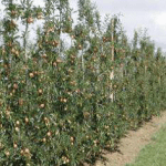 The Australian orchard of the future