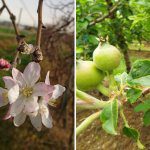 Effects of climate change on apple and pear production