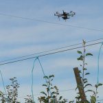 Drones deployed to assess nitrogen needs of pears