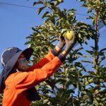 Expanded labour options, but some new laws too