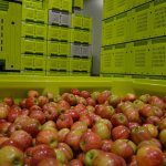 Storing apples