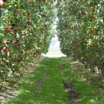 How does your orchard stack up?