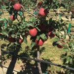 Jeftomson brings new Dazzle apple to Australia
