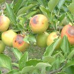 Summer management for quality