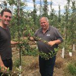 Focus Orchard Trial Update January 2017