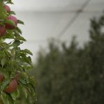 Winter Future Orchards® Walk – update