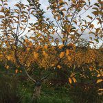 Future Orchards wrap – winter 2016
