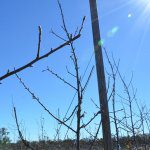Historical and future climates for Australian growing regions
