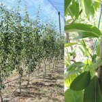 Exploring plant growth regulator use in new pears