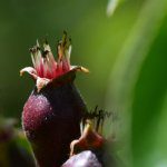 Spring Future Orchards® Walks – update