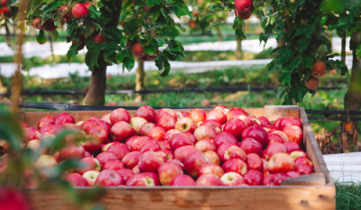 Fair and profitable supply chains
