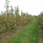 High orchard performance depends on good thinning