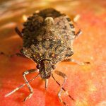 Recent detections of Brown Marmorated Stink Bug