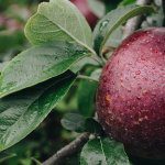 Precision fertigation to improve productivity