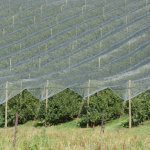 Beyond the cost barrier: Netting delivers growth