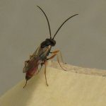 Advances in the biological control of codling moth in Australia