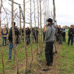 Planting, pruning, pest strategies for more profitable pears