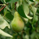 Water saving options for pears