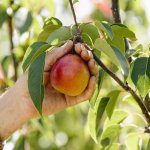 How to make pears blush: The effect of light on new pear cultivars