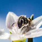 What’s all the buzz about pollination?