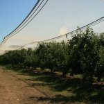 Hail lessons: Base decisions on data and don’t skimp on inputs