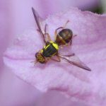 What’s in a Queensland Fruit Fly trap?