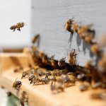 Protecting our Pollinators