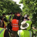 Key messages from Spring Future Orchards walks