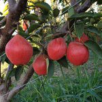New variety and rootstock trials to help answer ‘what to plant?’