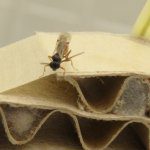 Codling moth biocontrol with Mastrus ridens