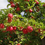 Variety Performance is key to profitability