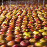 Growers push on with harvest as food supply chain stands strong