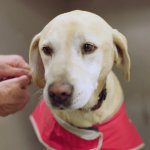 Pawsome detector dogs keeping Australia biosecure 