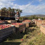 My Harvest – Matthew Griggs, Huon Valley