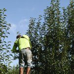 New COVID-19 standards for Queensland Ag Sector