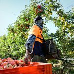Date announced for November Future Orchards virtual walk