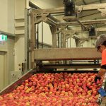 Building Food Safety Management Capacity