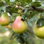 Execulytics Consulting’s Mike Mauti discusses the Canadian pear market