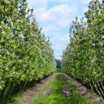 Federal Government inquiry into practices through supply chains