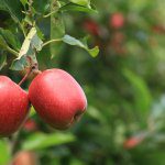 September Ag Chem Update