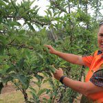 Variety of current grants available to boost apple and pear growers